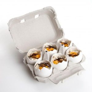 100% Chef Broken Egg Porselen Sunum Kasesi, 50 ml, 10 Adet